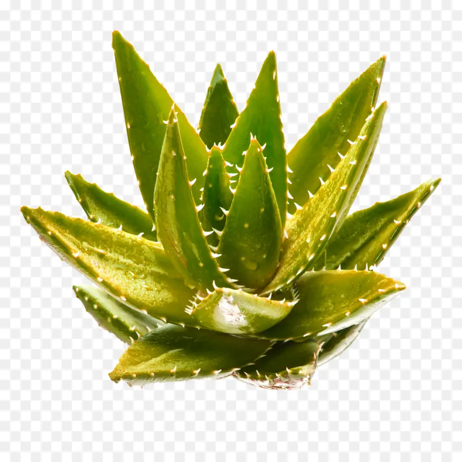 Aloé Véra，Succulent PNG