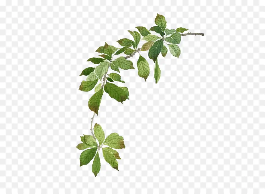 Branche Avec Des Feuilles，Vert PNG