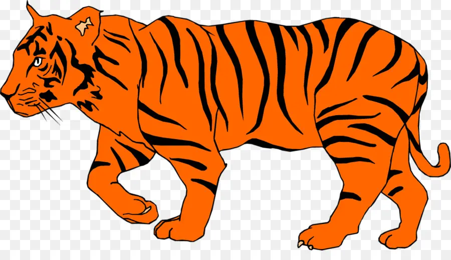 Tigre Du Bengale，Tigre De Sumatra PNG