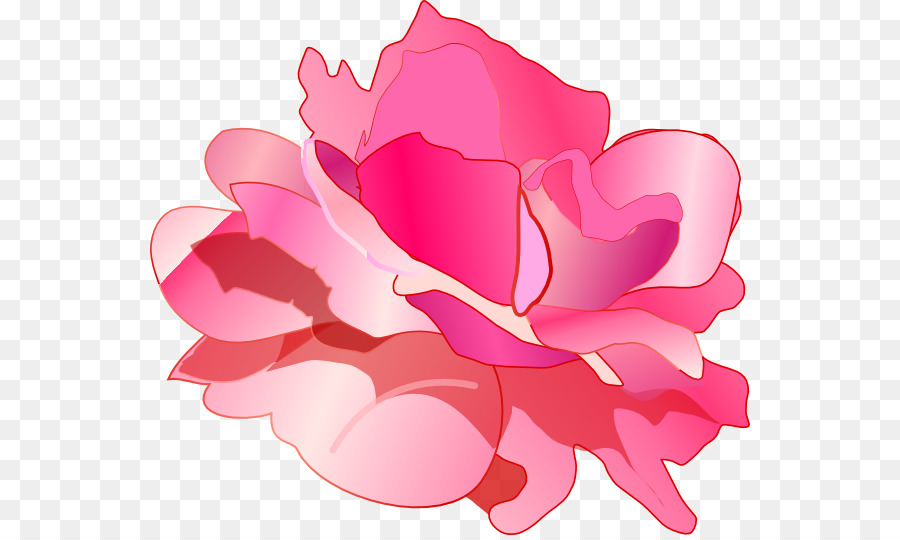 Roses Violettes，Floraison PNG