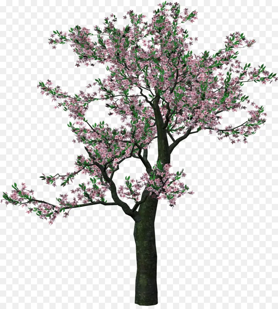 Arbre à Fleurs De Cerisier，Fleurs PNG