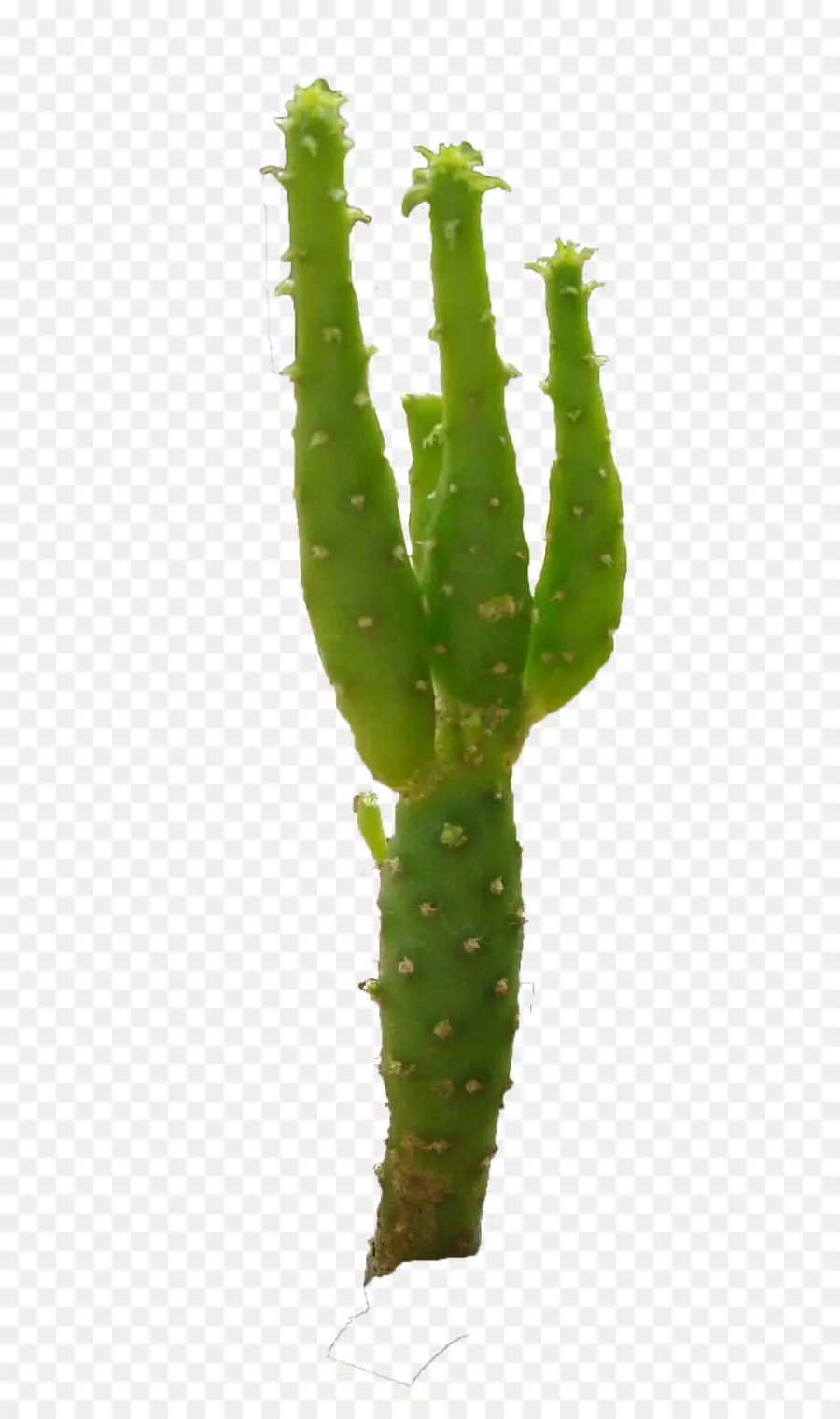 Cactus，Vert PNG