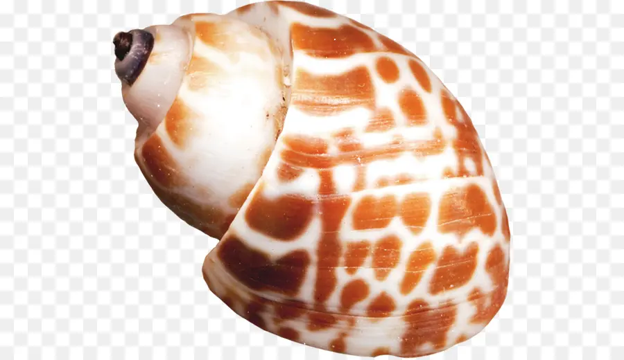 Coquillage，Coquille PNG