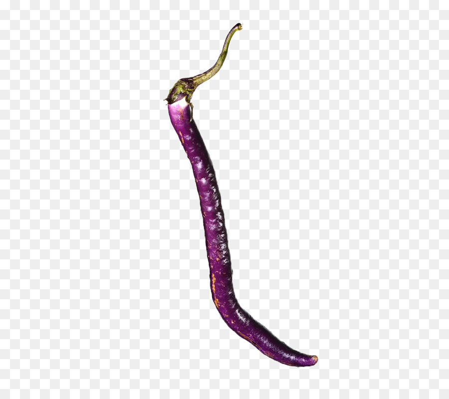 Piment Violet，Long PNG