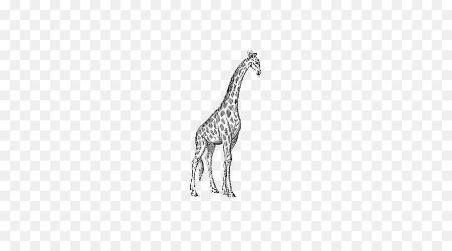 Dessin De Girafe，Faune PNG