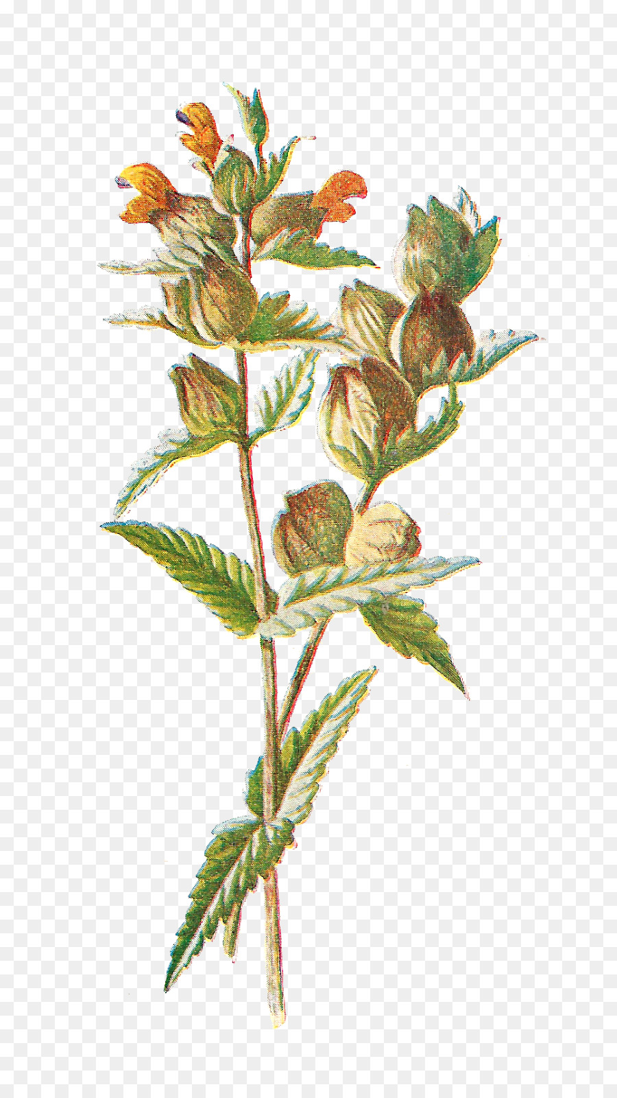 Illustration Botanique D'une Plante，Usine PNG