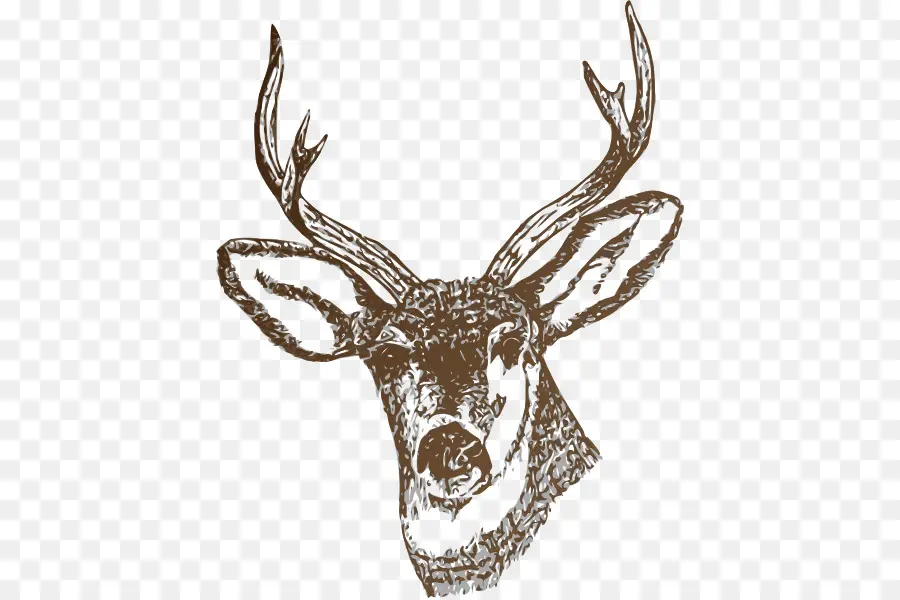 Cerf，Whitetailed Cerf PNG
