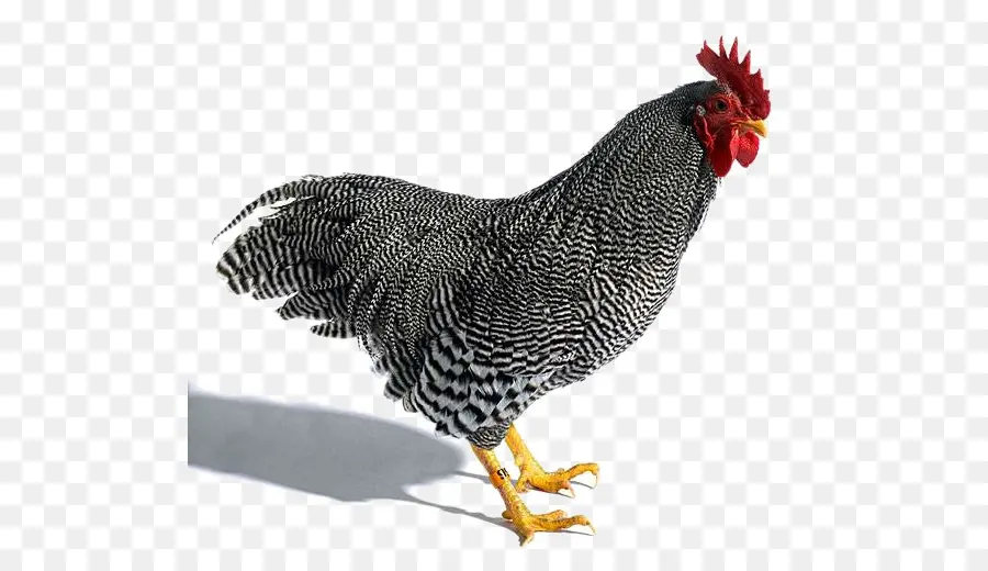 Poulet Plymouth Rock，Rhode Island Red PNG