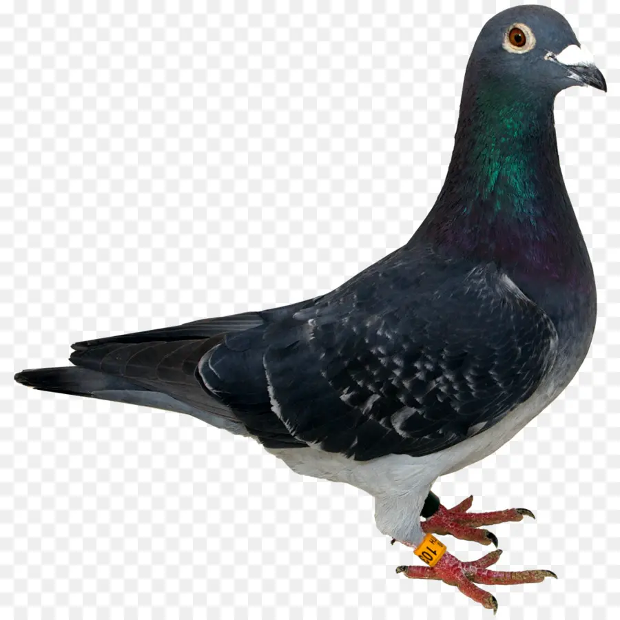 Pigeon，Oiseau PNG