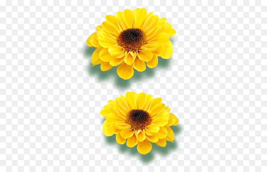 Fleurs，Fleurir PNG