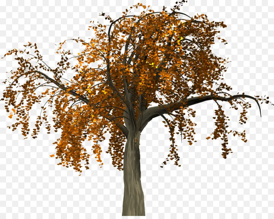 Arbre，L Automne PNG