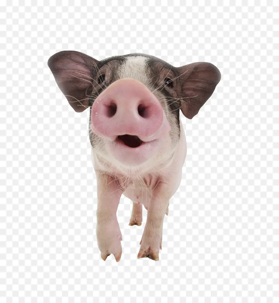 Cochon，Mignon PNG