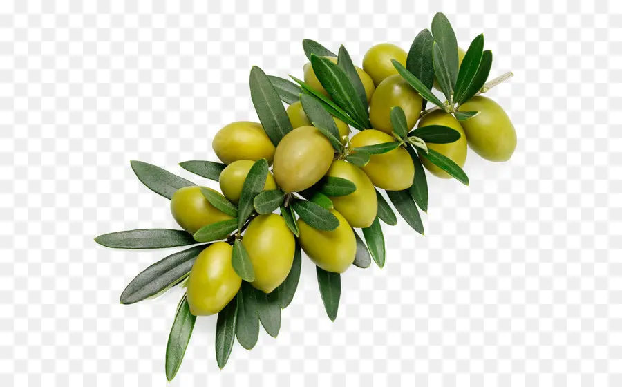 Olive，Branche D'olivier PNG