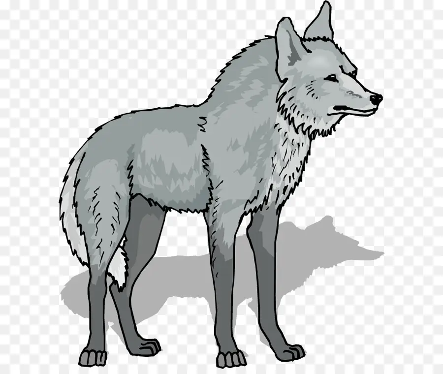 Illustration Du Loup Blanc，Loup PNG