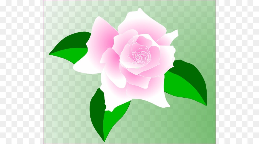 Rose，Fleurs Roses PNG