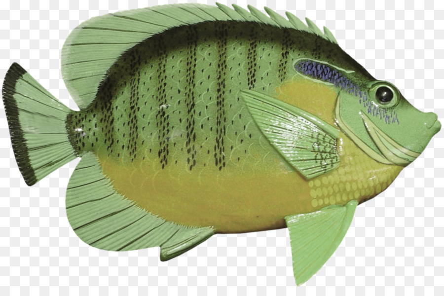 Poisson，Vert PNG