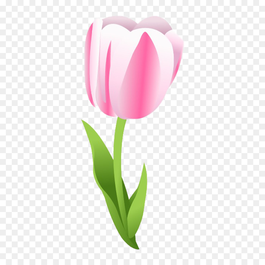 Tulipes Rouges Et Blanches，Floraison PNG