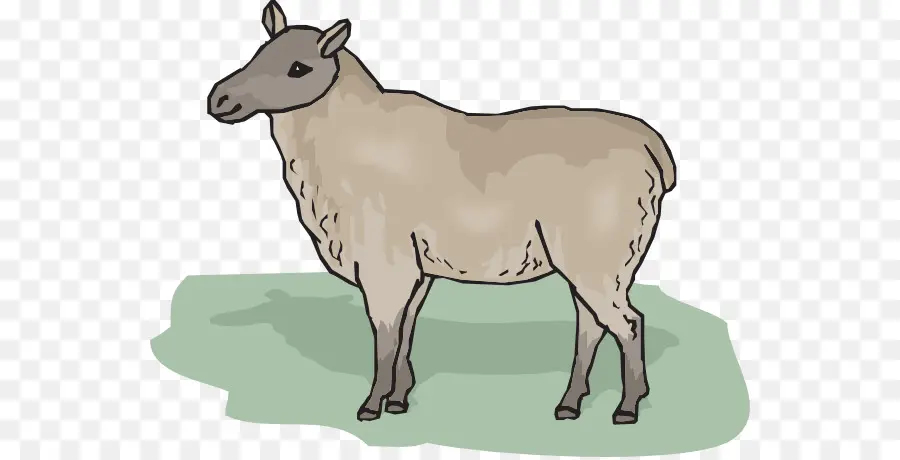 Mouton Cheviot，Dessin PNG