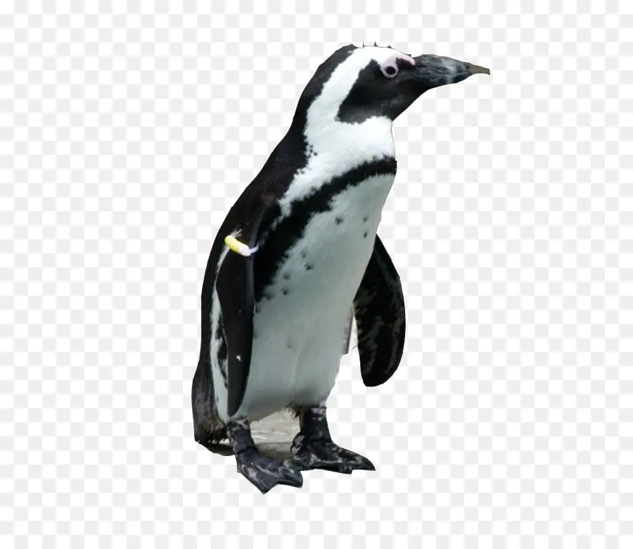 Pingouin，Antarctique PNG