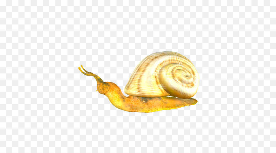 Escargot，Coquille PNG