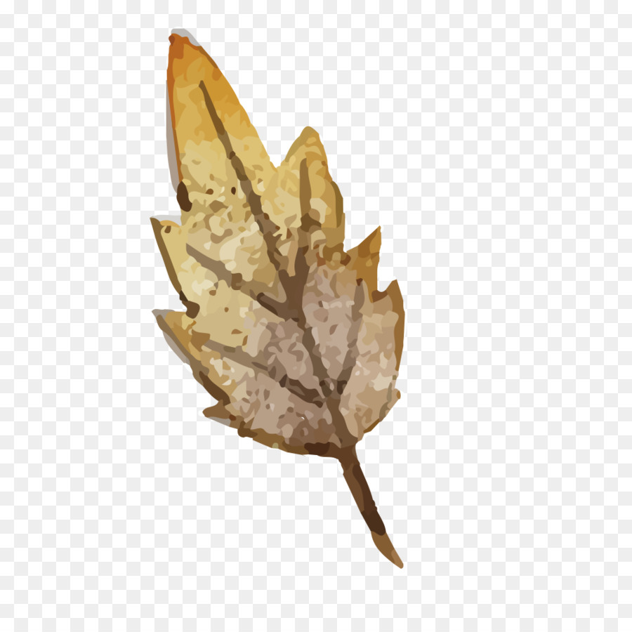 Plumes，Feuilles PNG