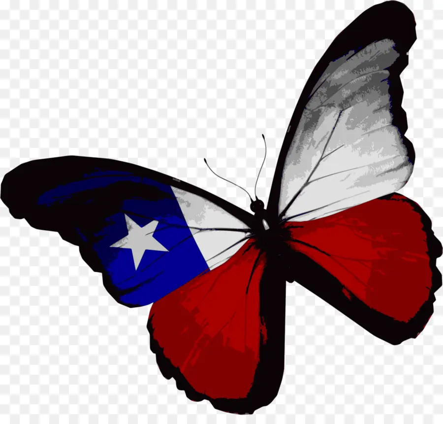 Papillon，Chili PNG