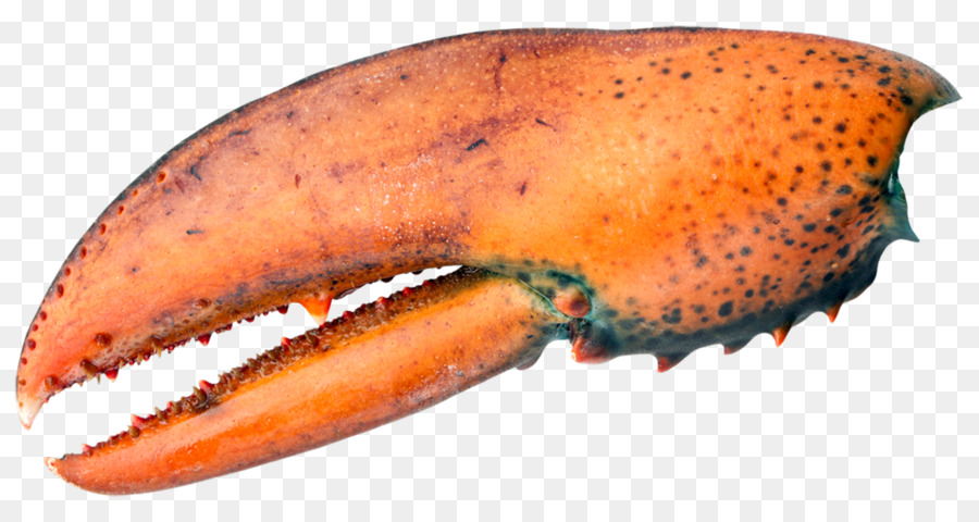 Orange，Homard PNG