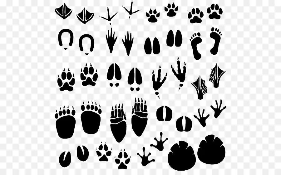 Empreintes，Animal PNG