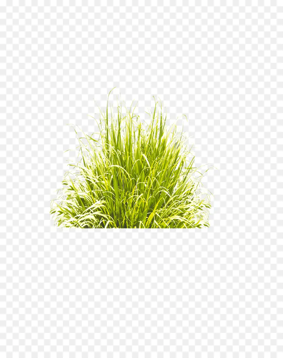 Herbe Verte，Usine PNG