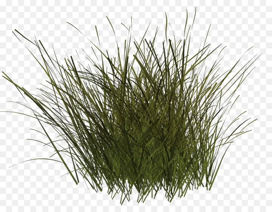 Herbe Verte，Pelouse PNG