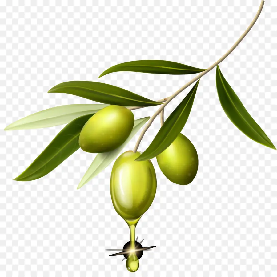 Olive，Ordinateur PNG