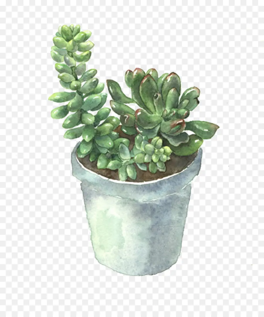 Plante Succulente，Flowerpot PNG