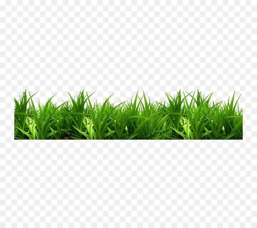 Herbe，Vert PNG