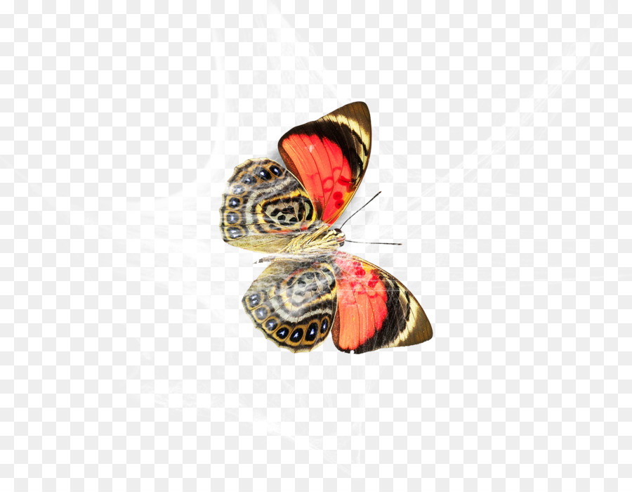 Papillon，Araignée PNG
