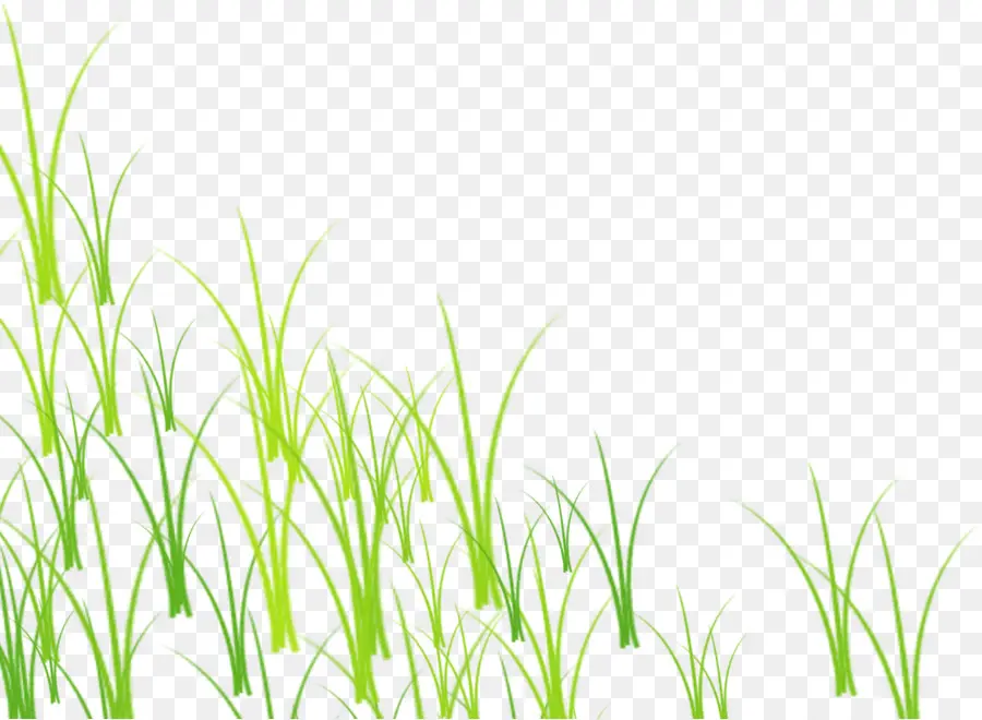 Herbe，Plantes PNG