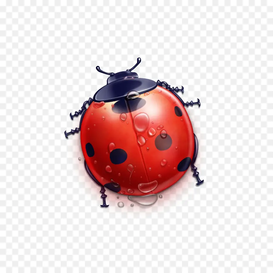 Coccinelle，Insecte PNG