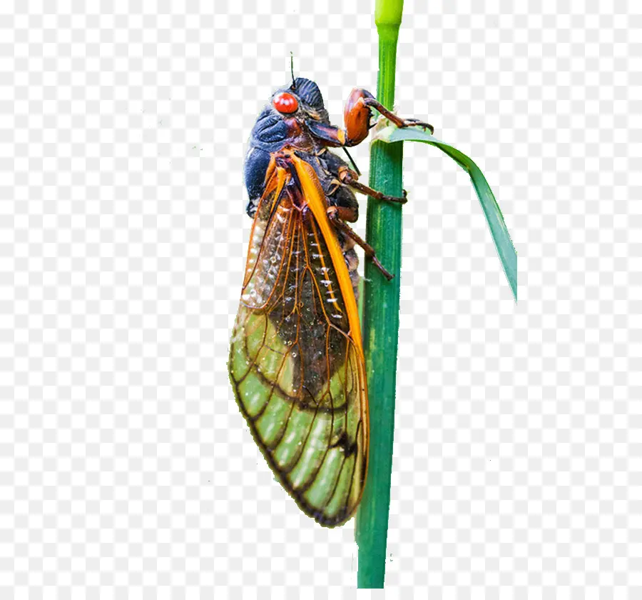 Cigales，Insecte PNG