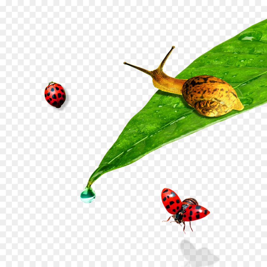 Escargot，Feuille PNG