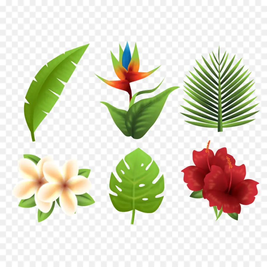 Fleurs Et Feuilles Tropicales，Plantes PNG