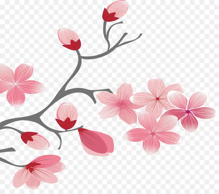 Fleur De Cerisier，Rose PNG