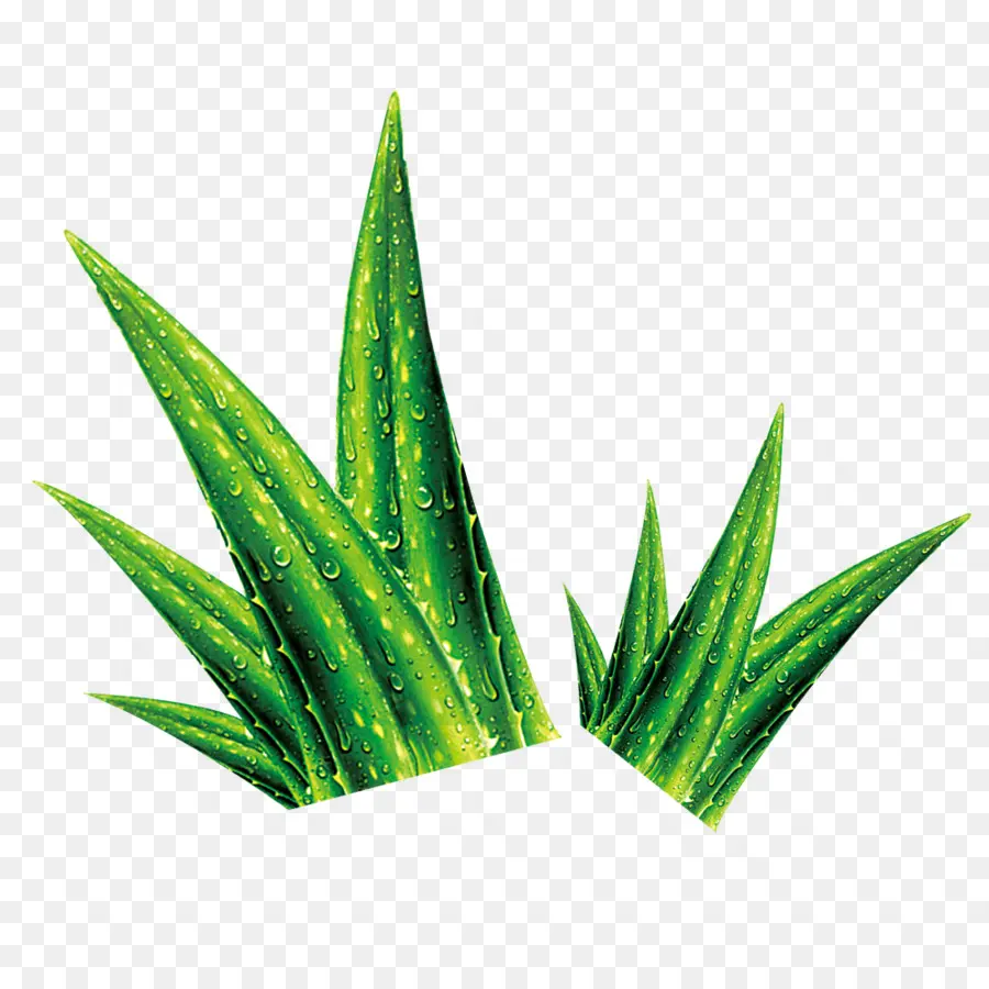 Aloé Véra，Feuilles PNG