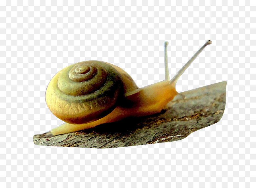 Escargot，Coquille PNG