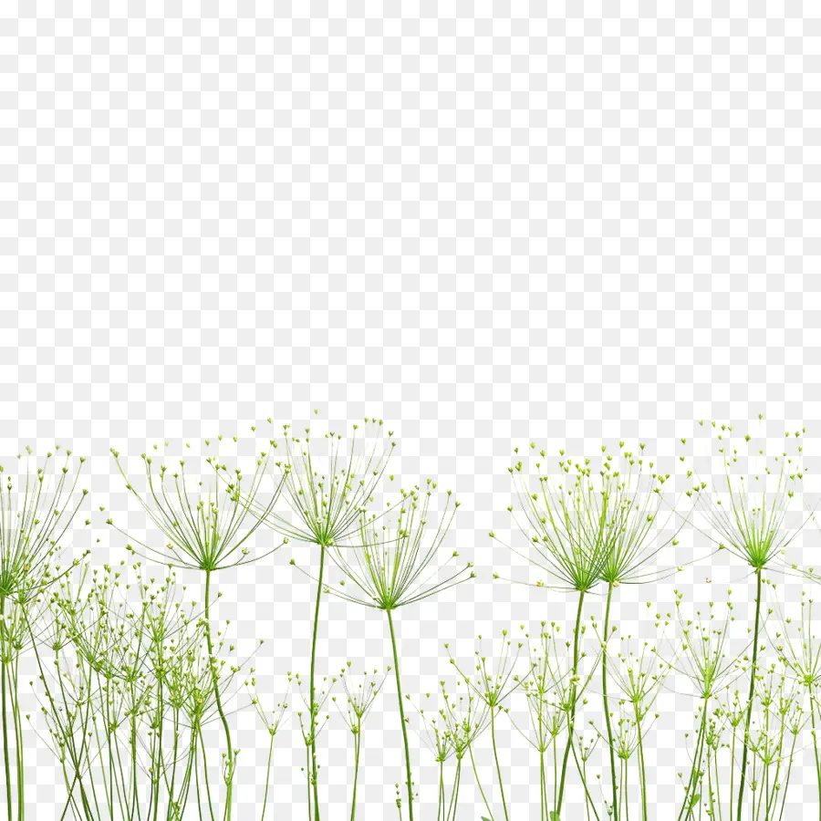 Fleurs，Vert PNG