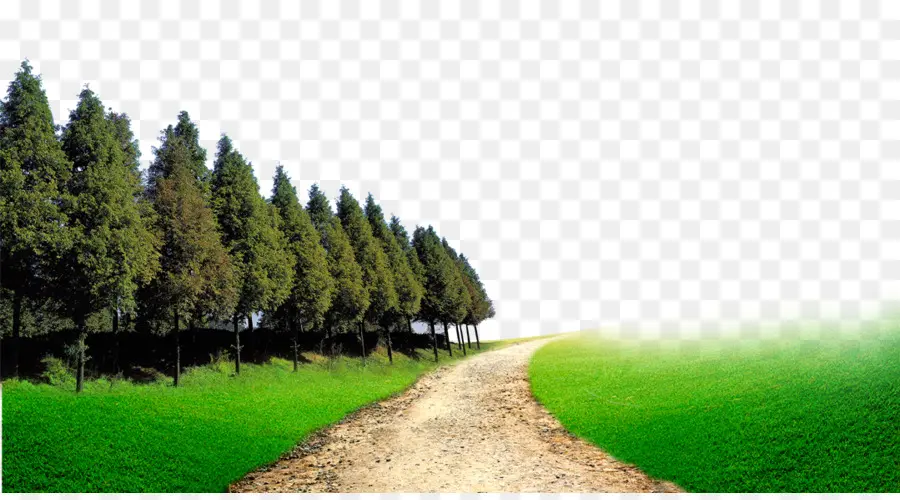 Chemin，Arbres PNG