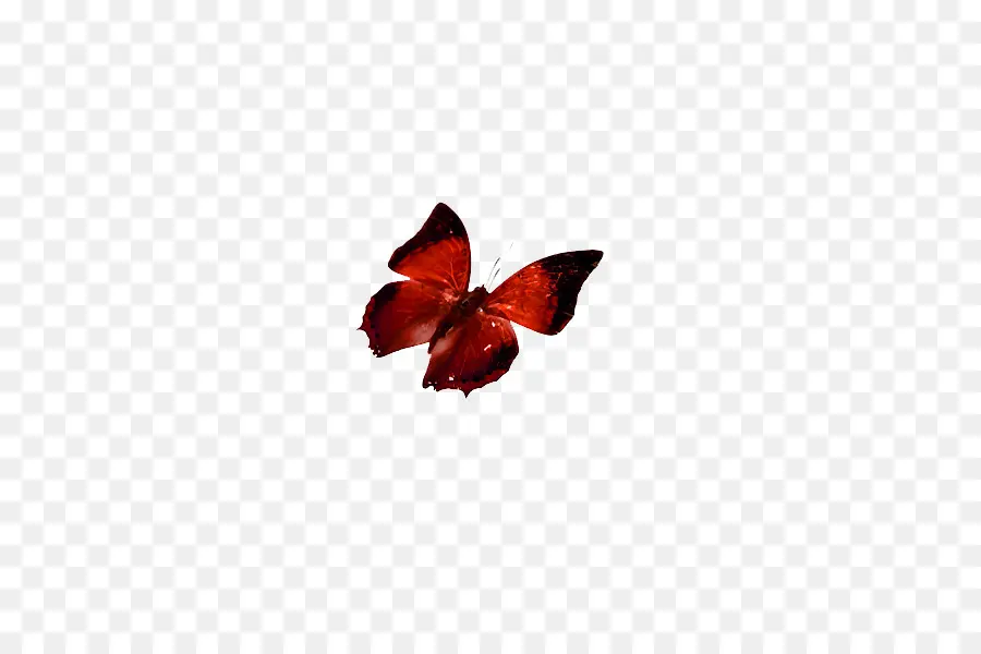 Papillon，Rouge PNG