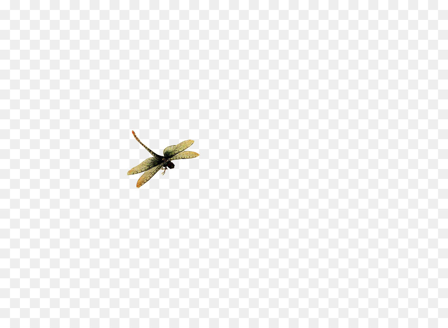 Libellule，Insecte PNG