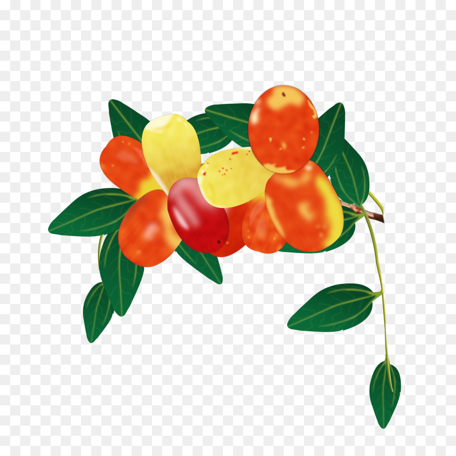 Fruits，Palmier Dattier PNG