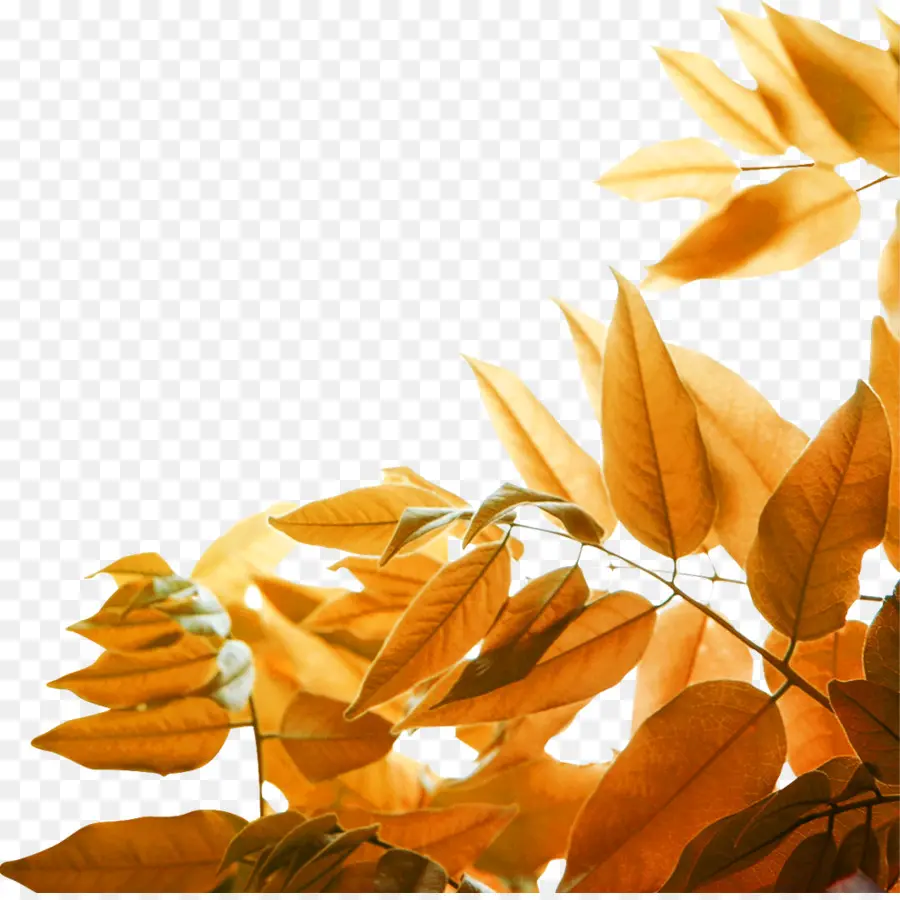 Feuilles D'automne，Orange PNG