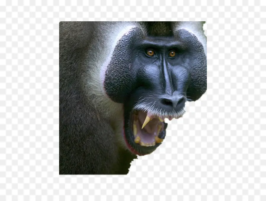 Babouins，Mandrill PNG