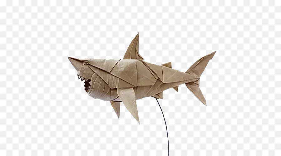 Requin，Papier PNG